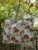 Exquisite quilted tote bag in pure cotton in cream and brown